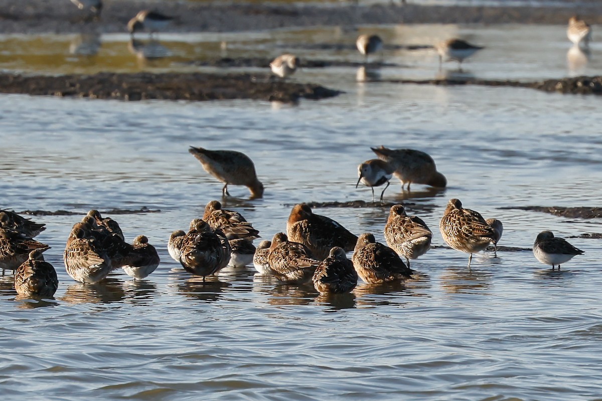 Dunlin - ML443426211