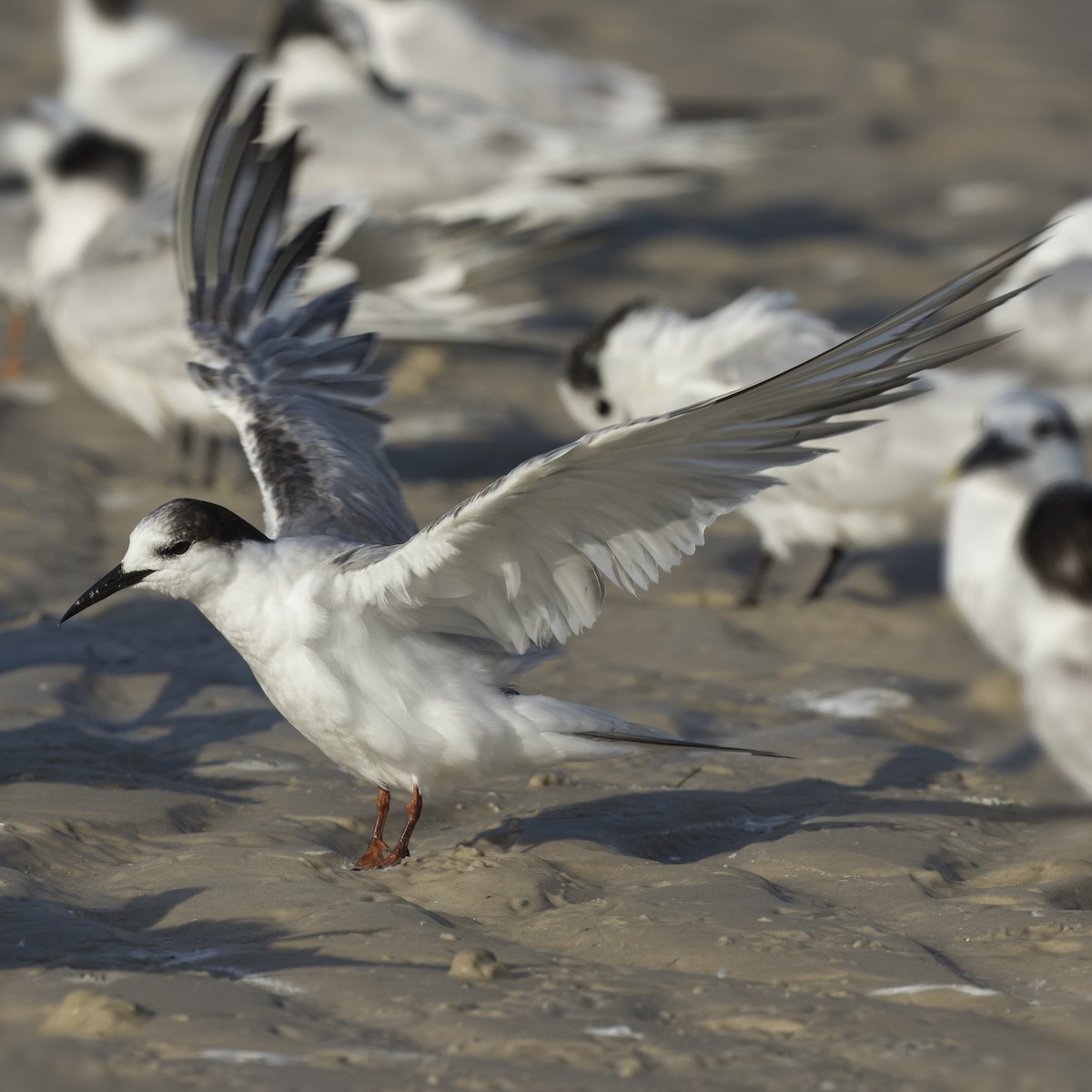 Common Tern - Peter Hawrylyshyn