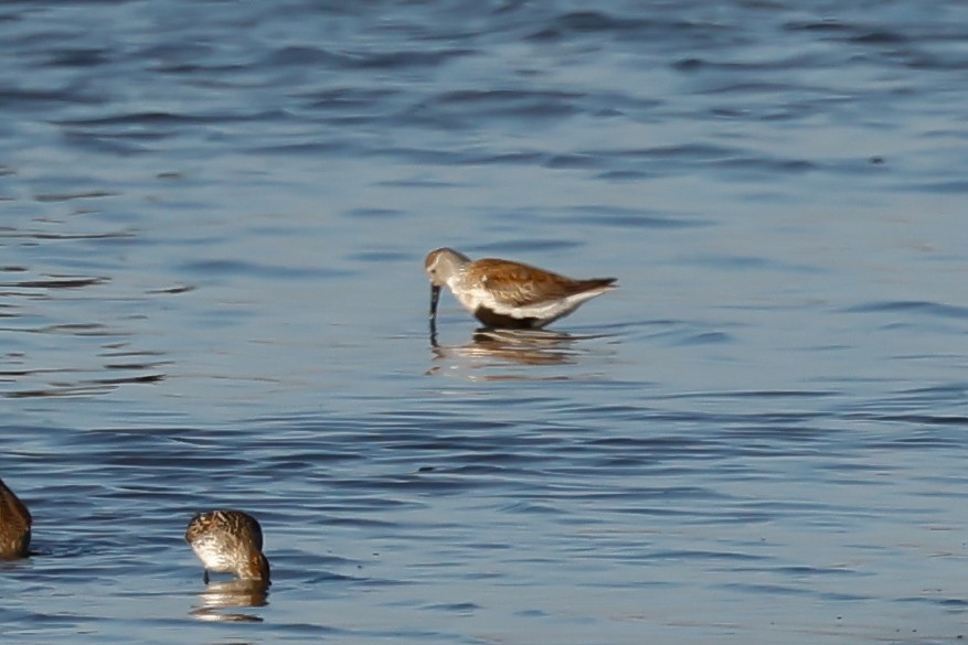 Dunlin - ML443426311