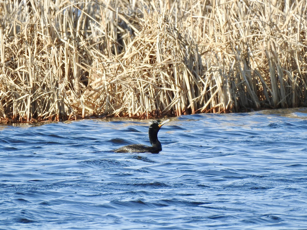 Double-crested Cormorant - ML443426901