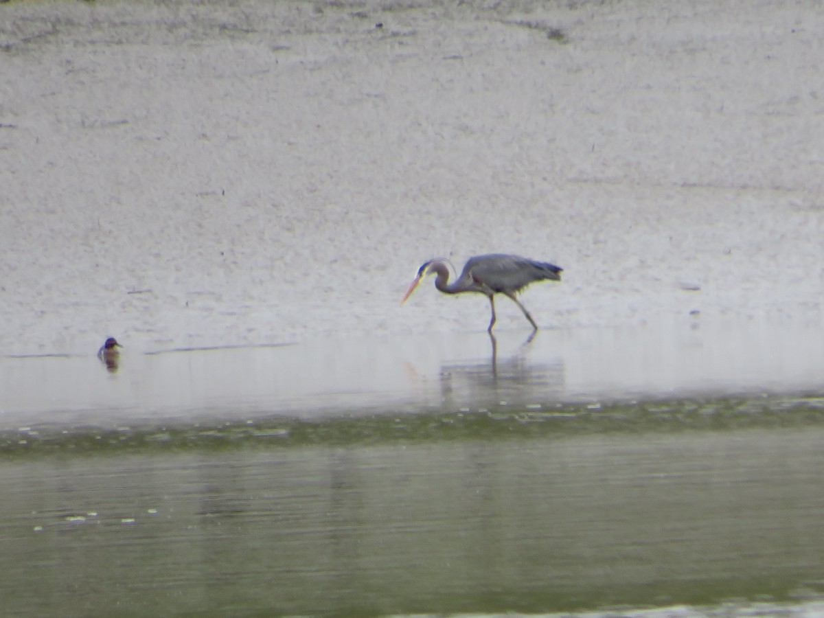 Great Blue Heron - ML443428391