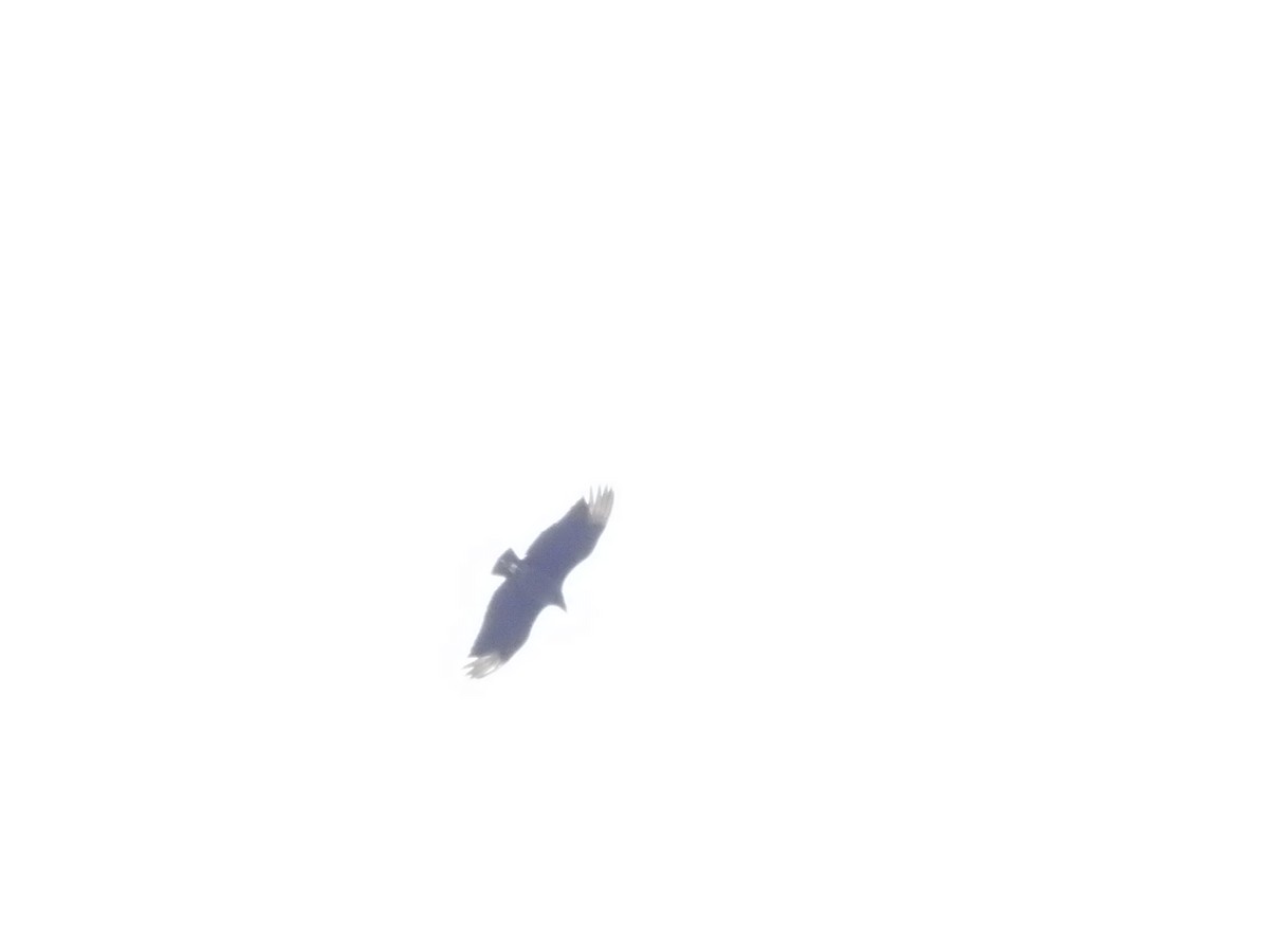 Black Vulture - ML443428461