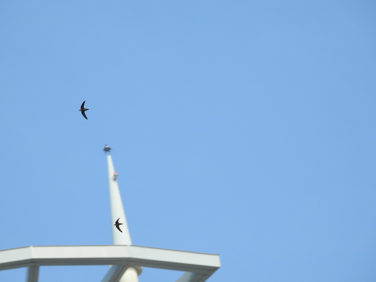 Chimney Swift - ML443429461