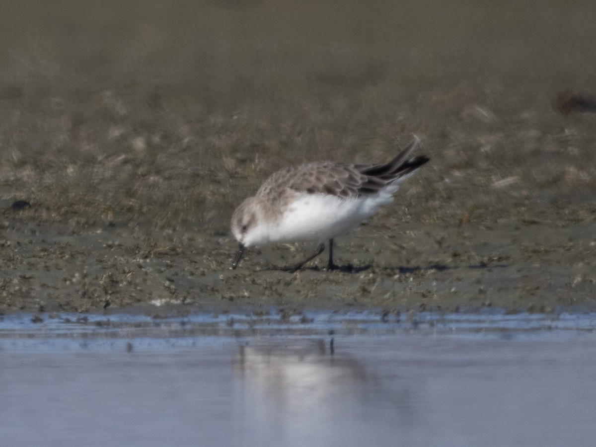 Rotkehl-Strandläufer - ML443429801