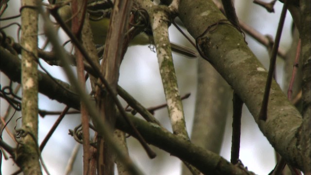 White-eyed Vireo - ML443433