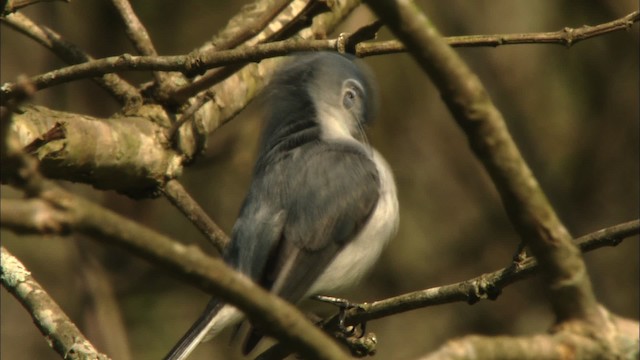 Blue-gray Gnatcatcher (caerulea) - ML443434