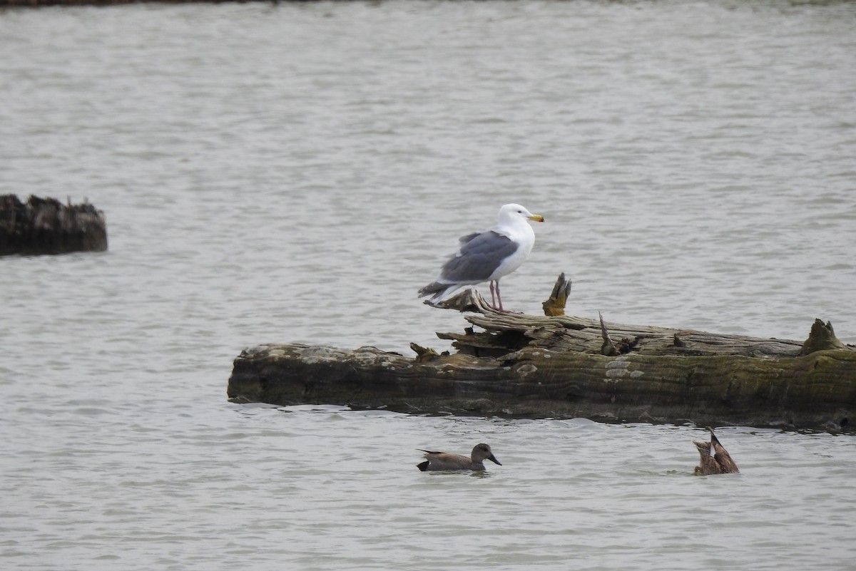 Glaucous-winged Gull - ML443434651