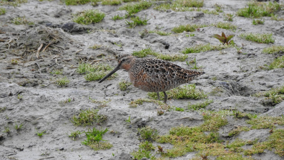 Short-billed Dowitcher - ML443434851