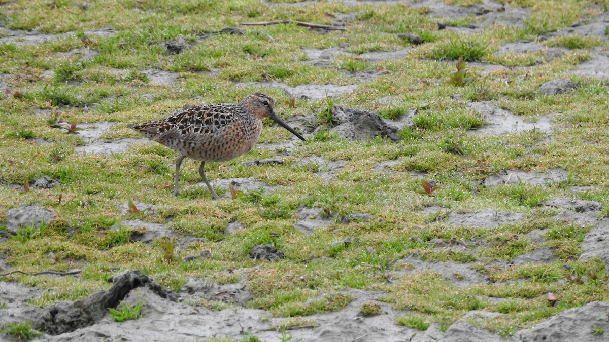 Short-billed Dowitcher - ML443434861