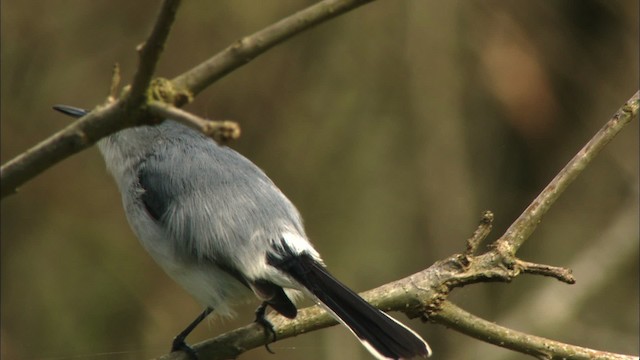 Gobemoucheron gris-bleu (caerulea) - ML443435