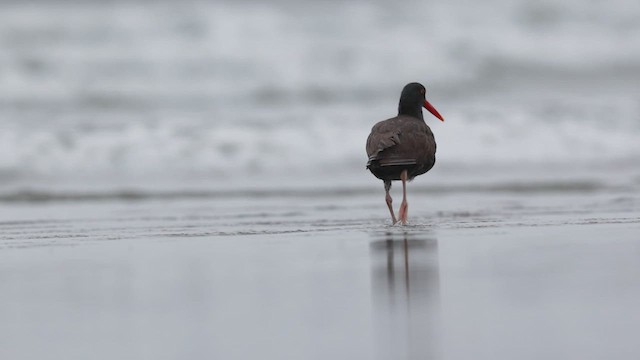 Black Oystercatcher - ML443435351