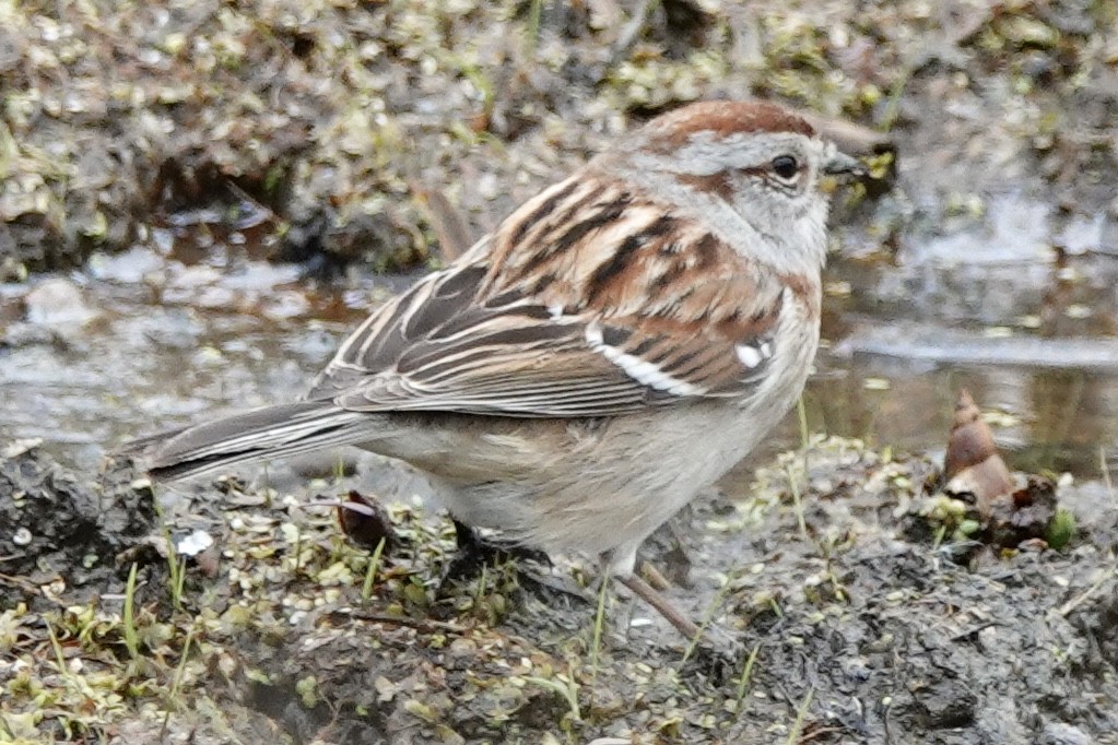 Hudson Körfezi Serçesi - ML443435611