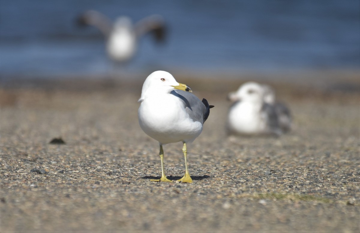 Ring-billed Gull - ML443436151