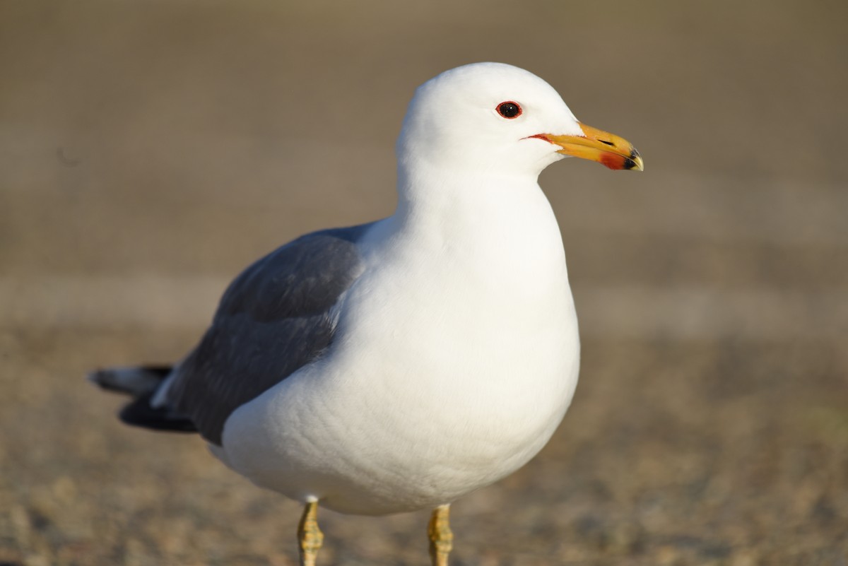 California Gull - ML443436321