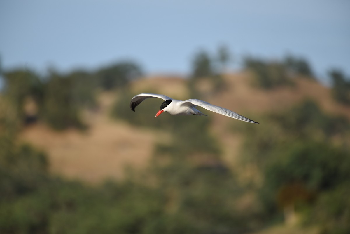 Caspian Tern - ML443436351