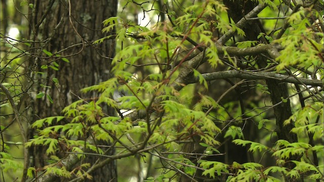 Blue-gray Gnatcatcher (Eastern) - ML443437