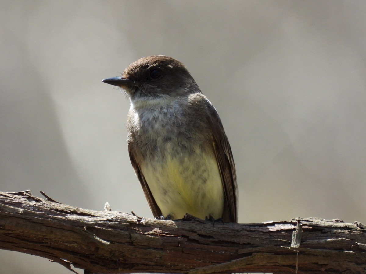 Eastern Phoebe - ML443438201