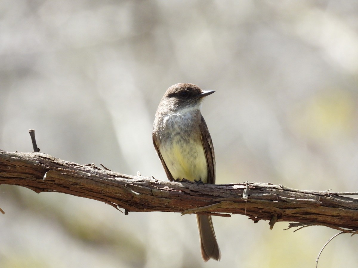 Eastern Phoebe - ML443438261