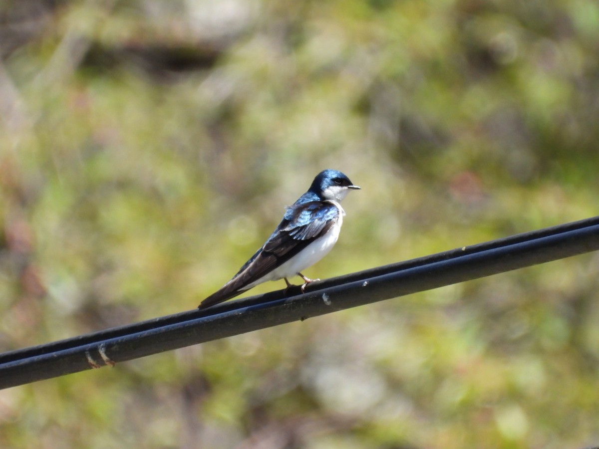 Tree Swallow - ML443438311