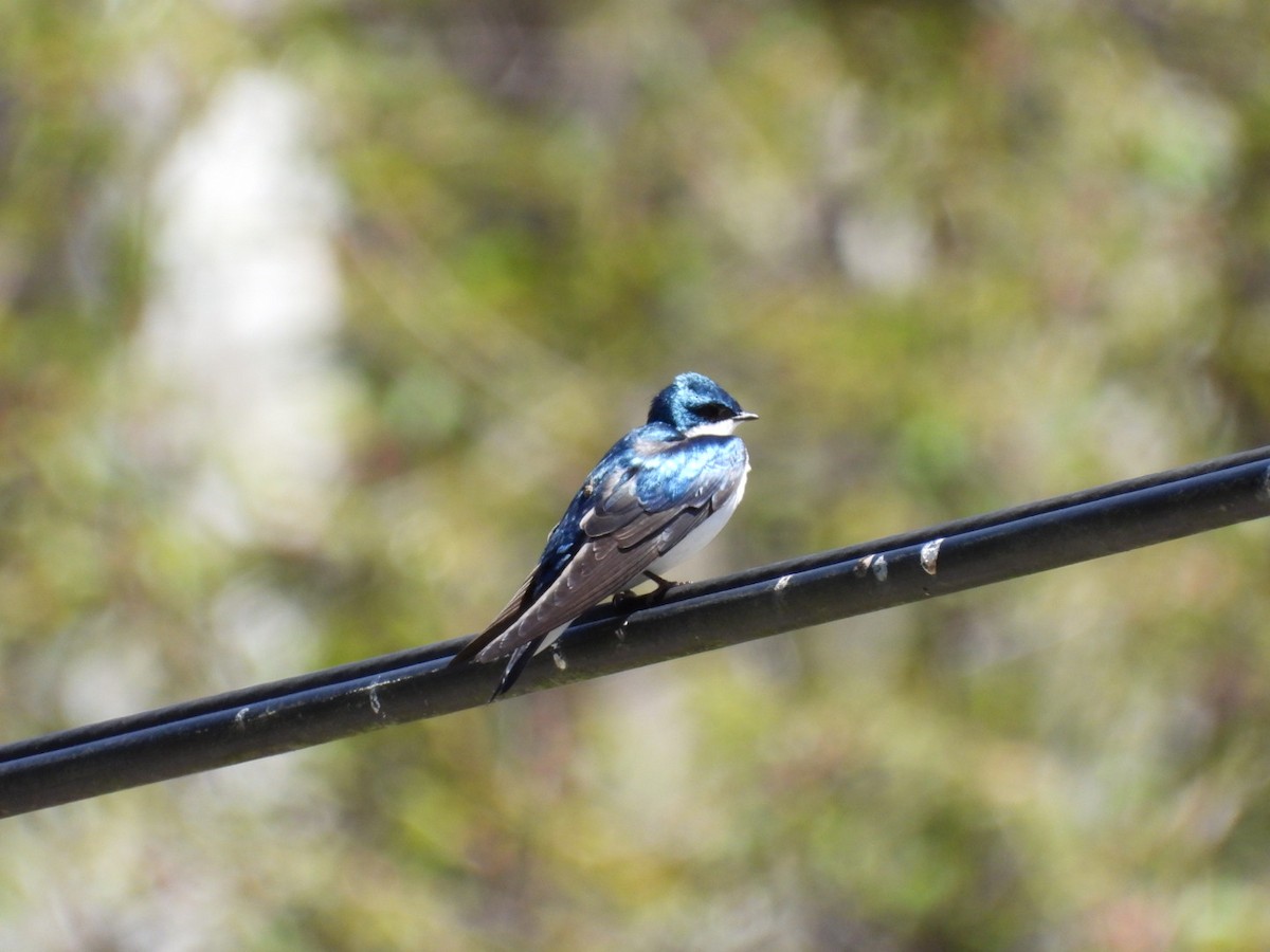 Tree Swallow - ML443438351