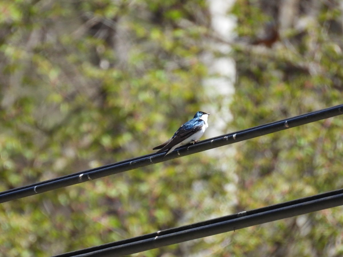 Tree Swallow - ML443438431
