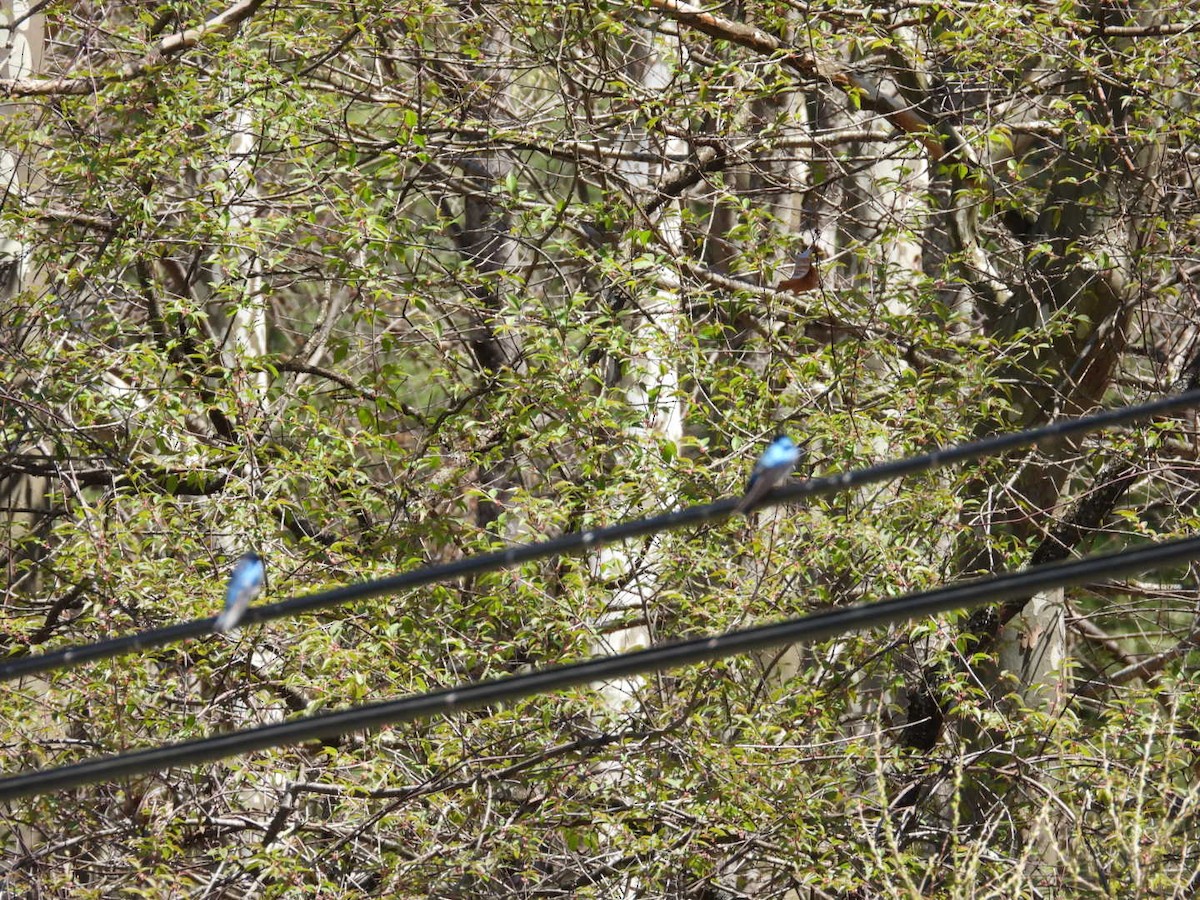 Tree Swallow - ML443438471