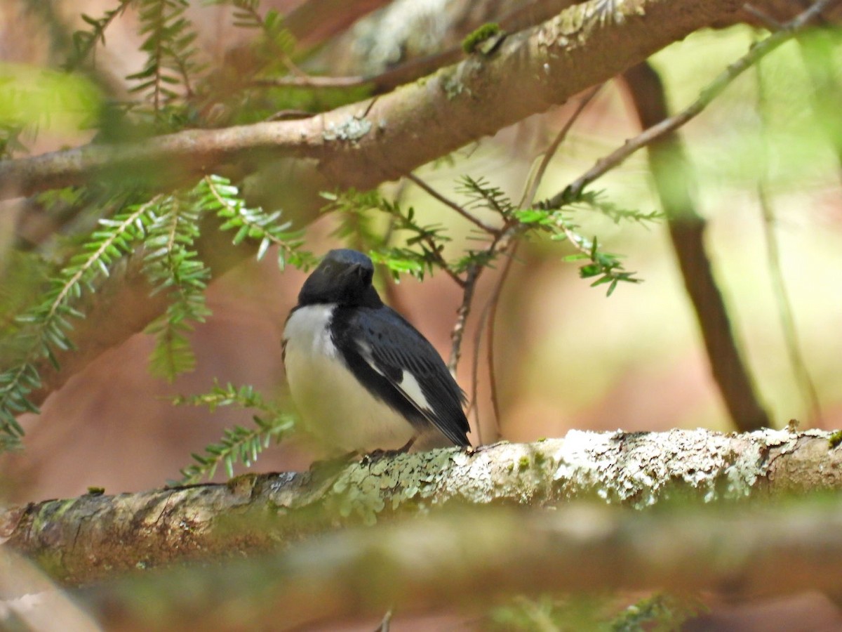 Black-throated Blue Warbler - ML443438561