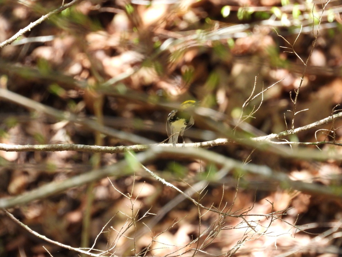Black-throated Green Warbler - ML443438661