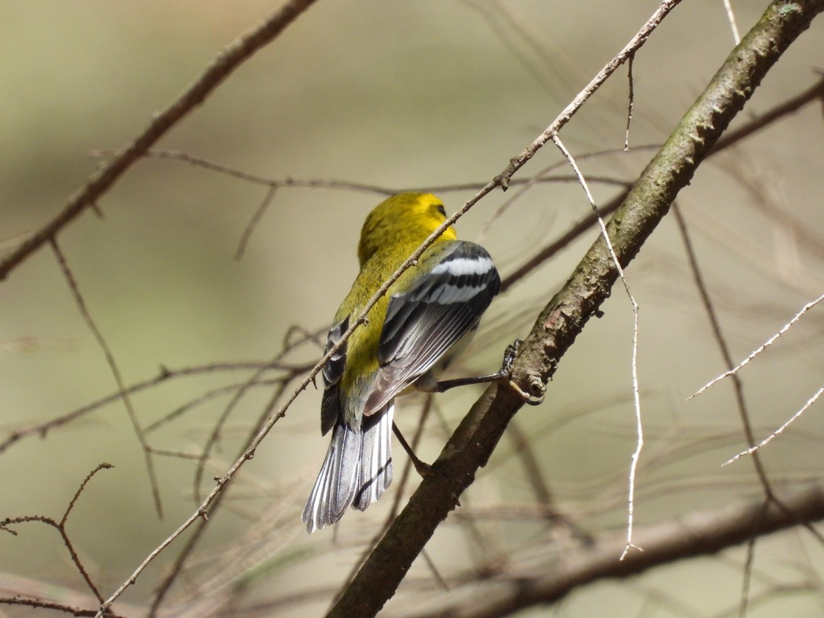 Black-throated Green Warbler - ML443438711