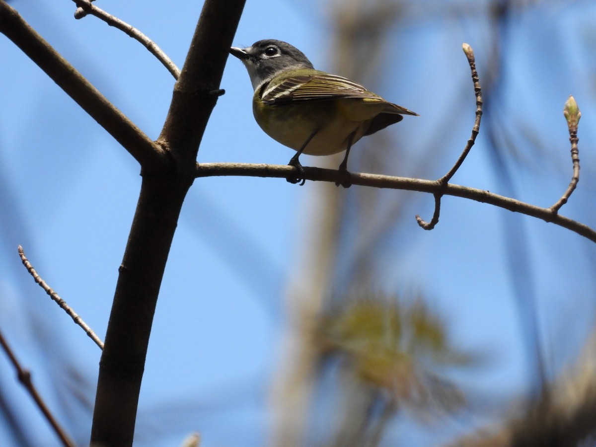 Blue-headed Vireo - ML443438831