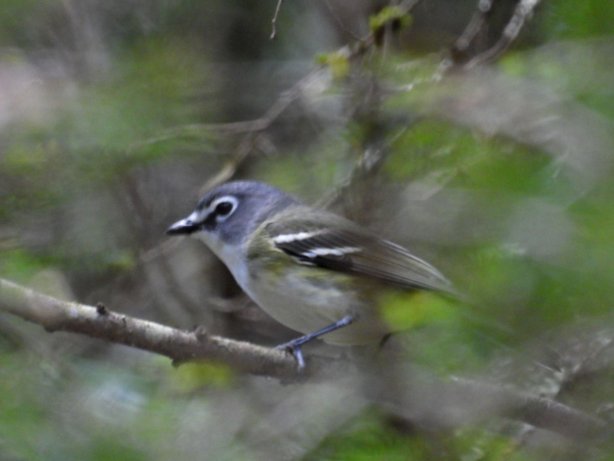 Blue-headed Vireo - ML443438941