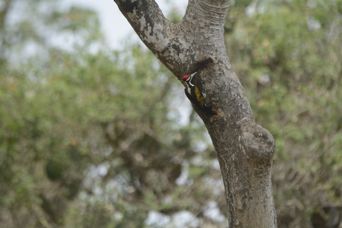 White-naped Woodpecker - ML443441701