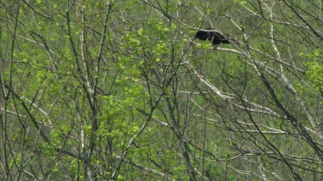 Fish Crow - ML443442