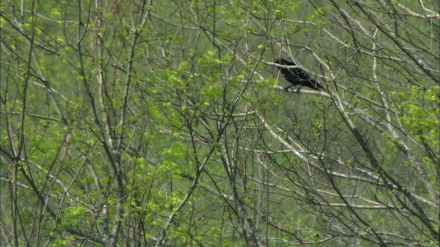 Fish Crow - ML443443