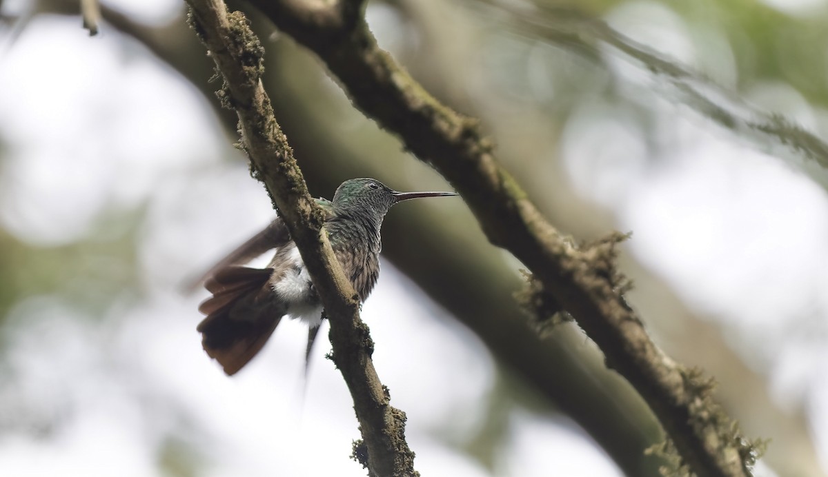 Green-bellied Hummingbird - Timo Mitzen