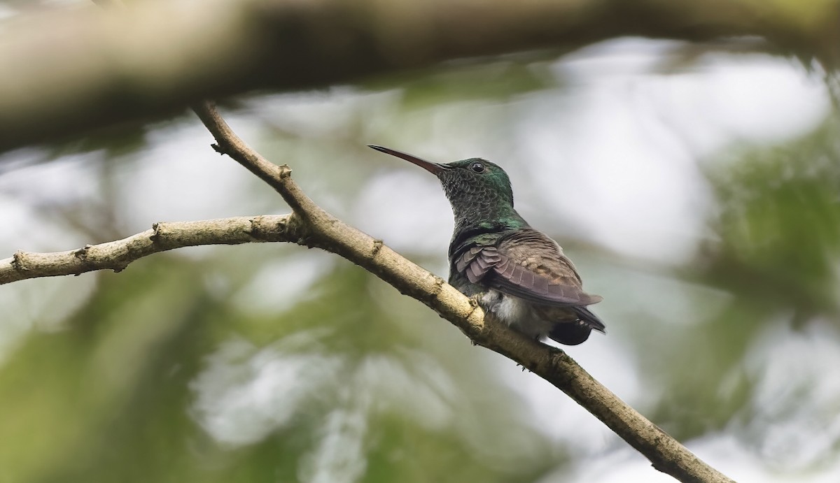 Green-bellied Hummingbird - Timo Mitzen