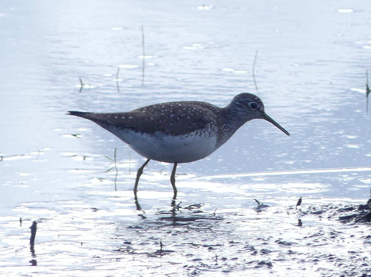 Solitary Sandpiper - ML443443651