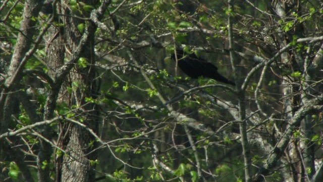 Fish Crow - ML443444