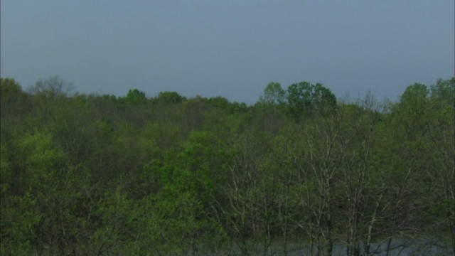 Fish Crow - ML443445