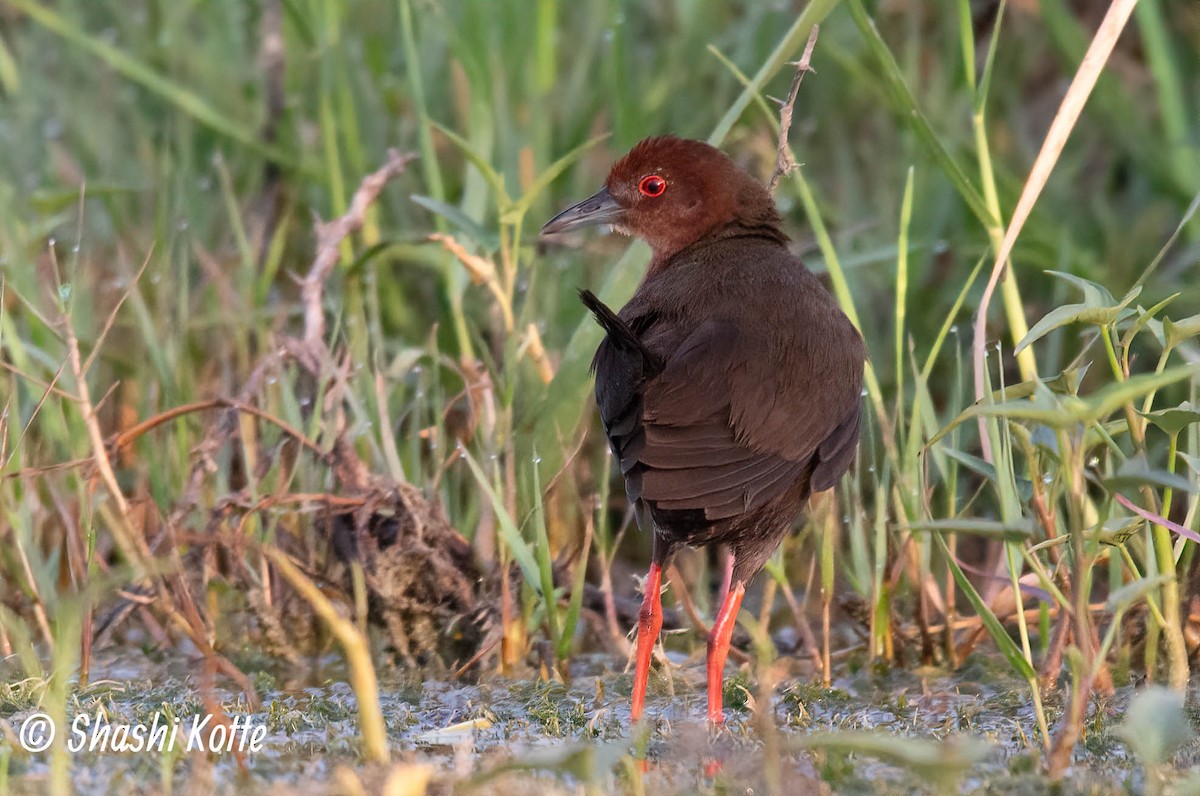 Ruddy-breasted Crake - Shashi Kotte