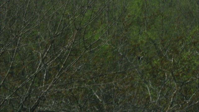 Fish Crow - ML443446