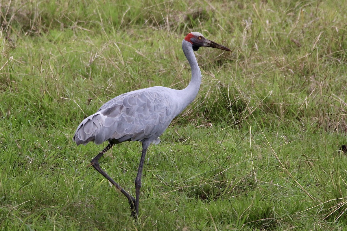 Brolga - ML443446321