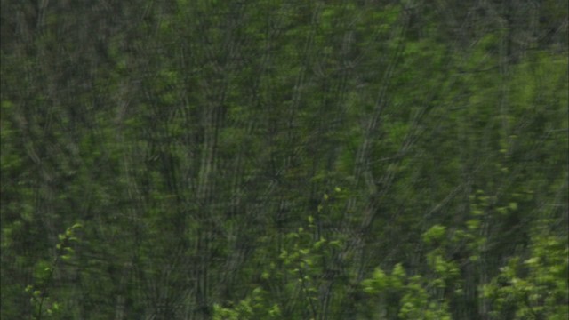 Fish Crow - ML443447