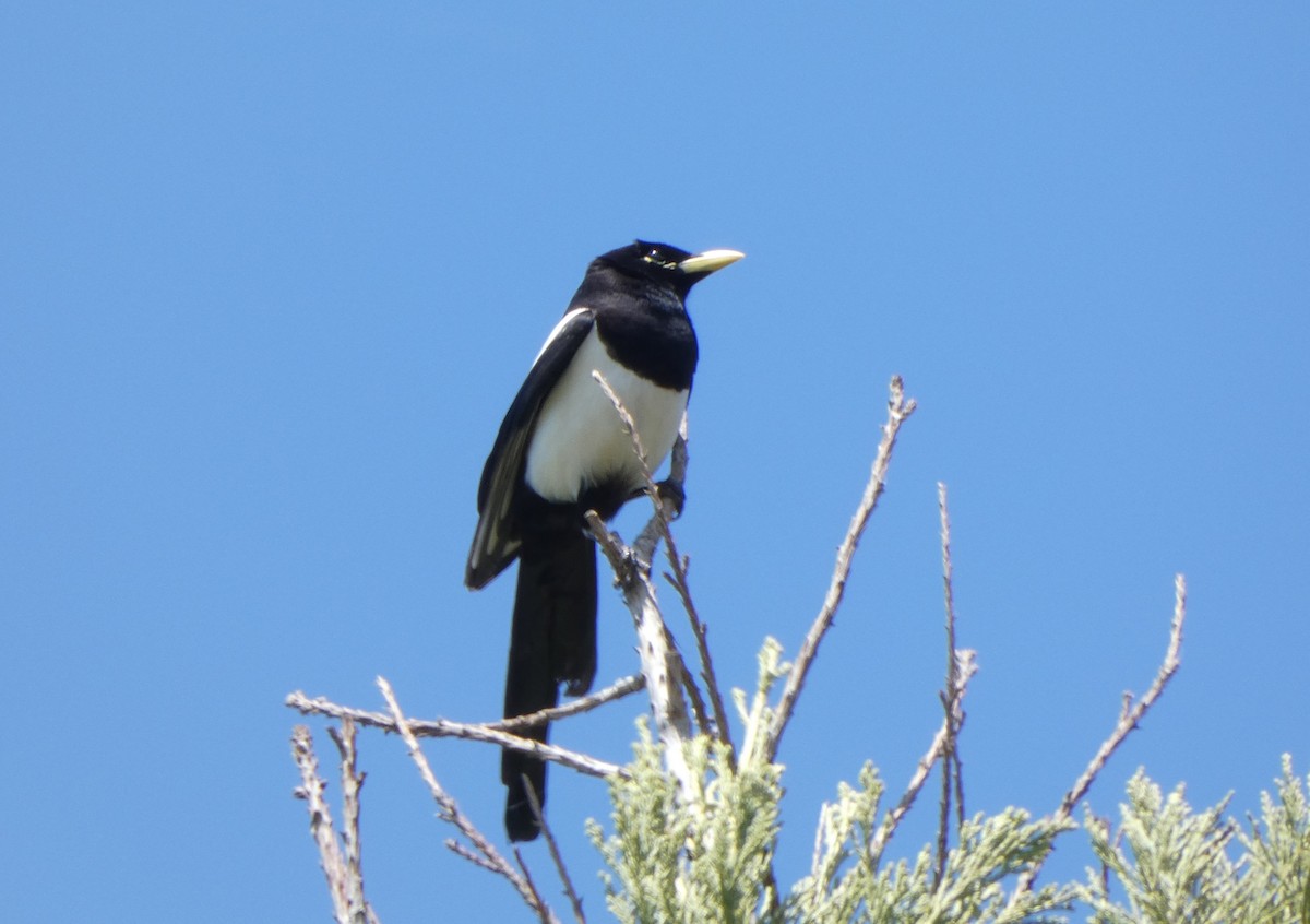 Yellow-billed Magpie - Ben Davis