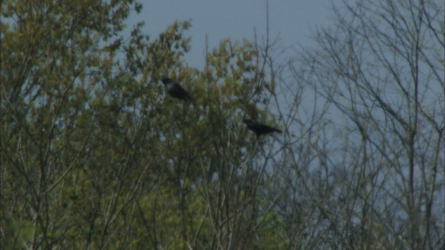 Fish Crow - ML443448