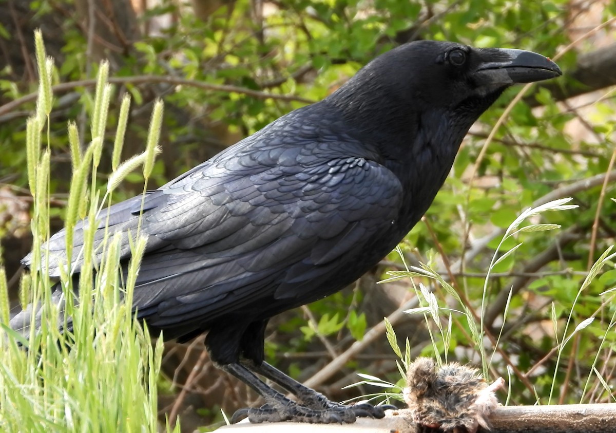 Common Raven - ML443450631