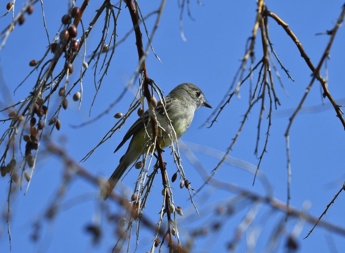 Dusky Flycatcher - Sara Raj