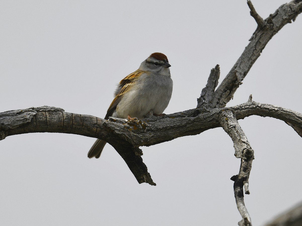 Chipping Sparrow - Sara Raj