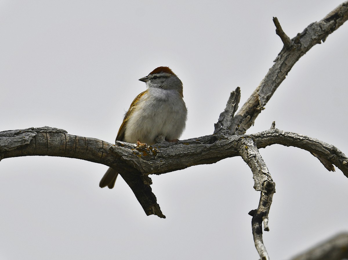 Chipping Sparrow - Sara Raj