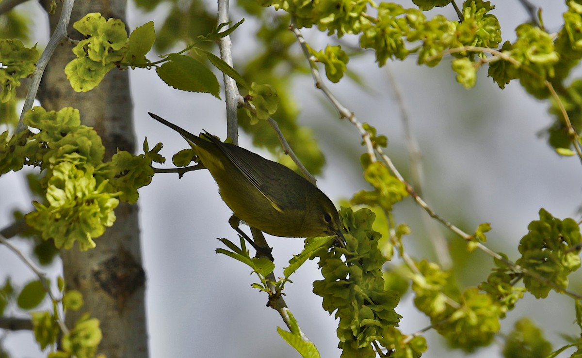 Orange-crowned Warbler - ML443451121